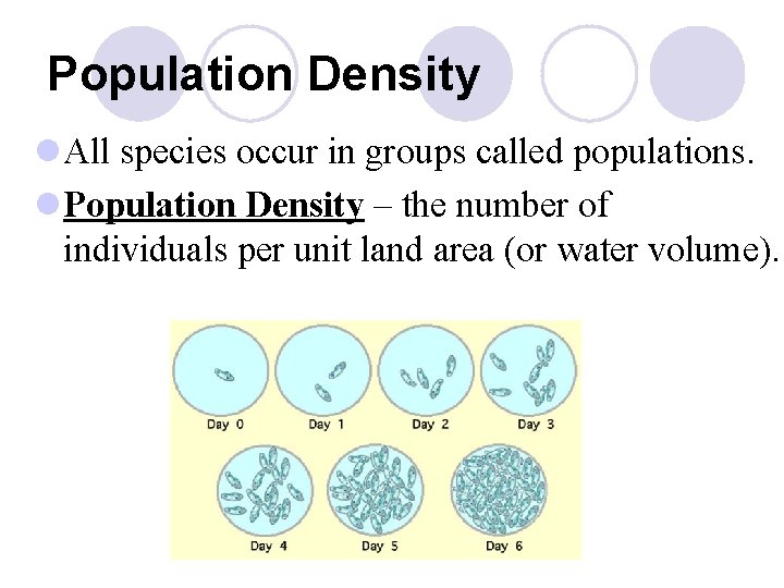 Population Density l All species occur in groups called populations. l Population Density –