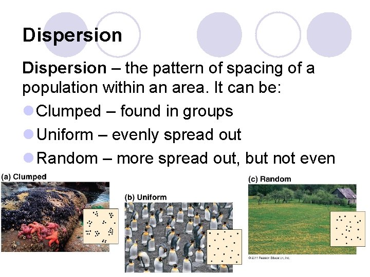 Dispersion – the pattern of spacing of a population within an area. It can