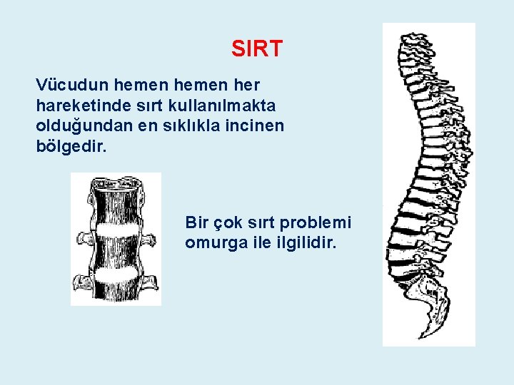 SIRT Vücudun hemen her hareketinde sırt kullanılmakta olduğundan en sıklıkla incinen bölgedir. Bir çok SIRT Vücudun hemen her hareketinde sırt kullanılmakta olduğundan en sıklıkla incinen bölgedir. Bir çok