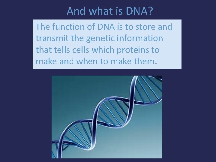 And what is DNA? The function of DNA is to store and transmit the