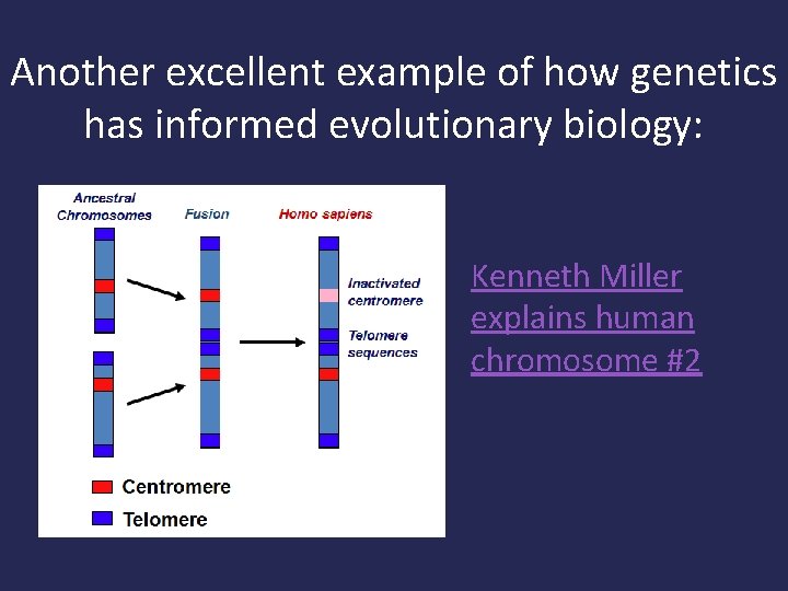 Another excellent example of how genetics has informed evolutionary biology: Kenneth Miller explains human