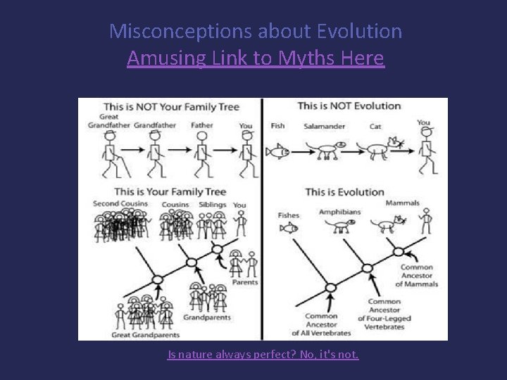 Misconceptions about Evolution Amusing Link to Myths Here Is nature always perfect? No, it's