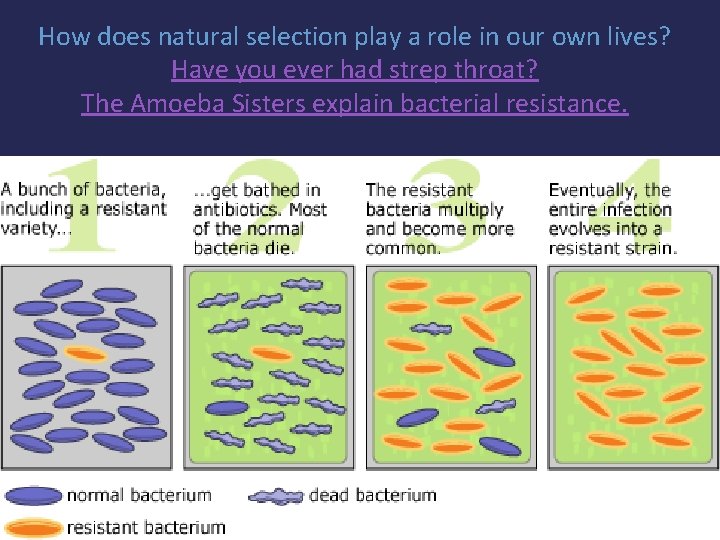 How does natural selection play a role in our own lives? Have you ever