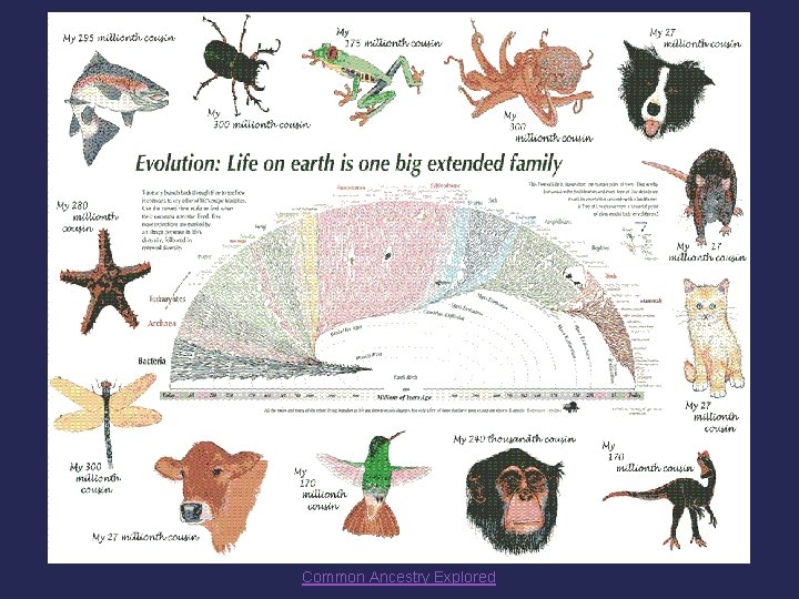 Common Ancestry Explored 