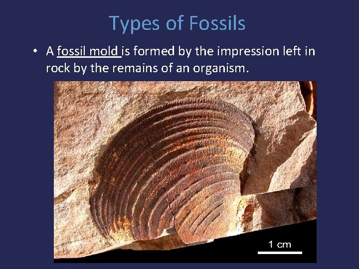 Types of Fossils • A fossil mold is formed by the impression left in