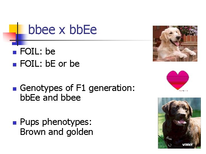 bbee x bb. Ee FOIL: be FOIL: b. E or be Genotypes of F