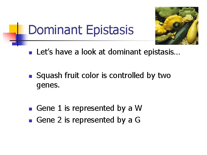Dominant Epistasis Let’s have a look at dominant epistasis… Squash fruit color is controlled