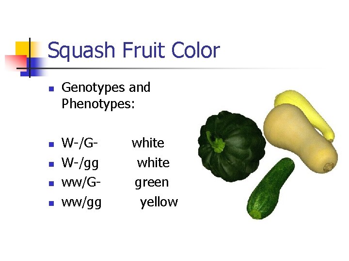 Squash Fruit Color Genotypes and Phenotypes: W-/GW-/gg ww/Gww/gg white green yellow 