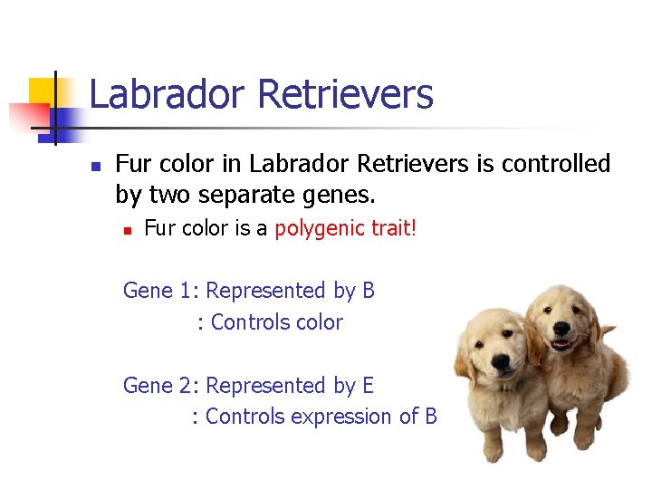 Labrador Retrievers Fur color in Labrador Retrievers is controlled by two separate genes. Fur