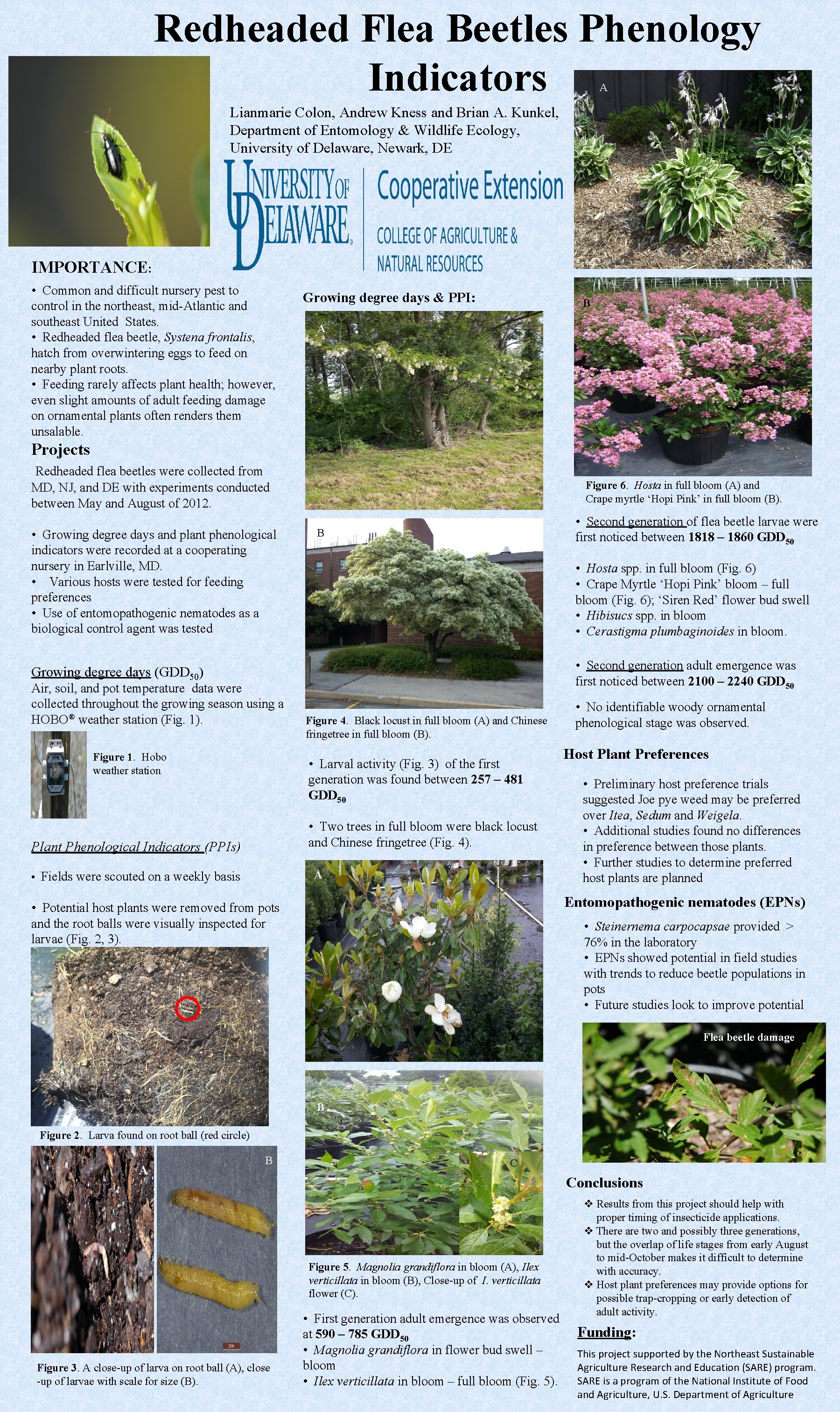 Redheaded Flea Beetles Phenology Indicators A Lianmarie Colon, Andrew Kness and Brian A. Kunkel,