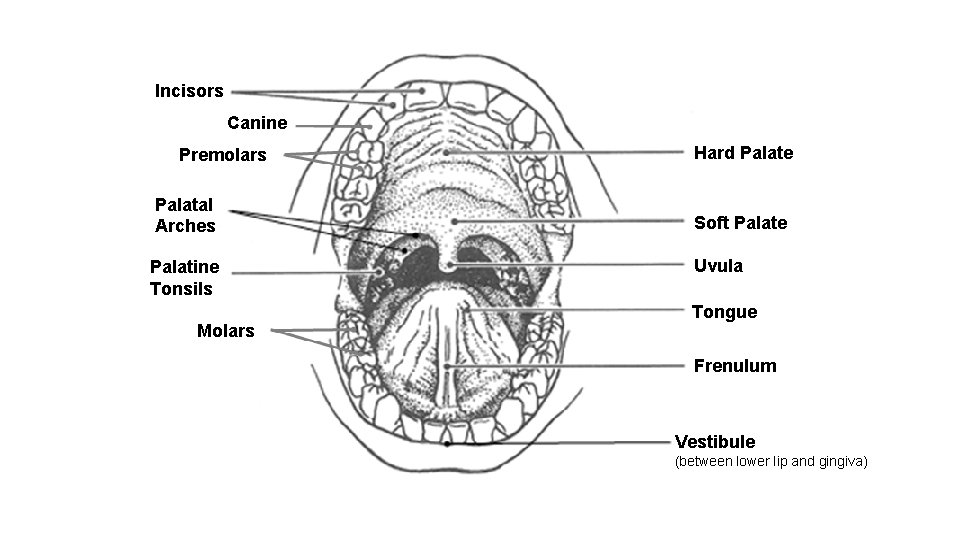 Incisors Canine Premolars Palatal Arches Palatine Tonsils Molars Hard Palate Soft Palate Uvula Tongue