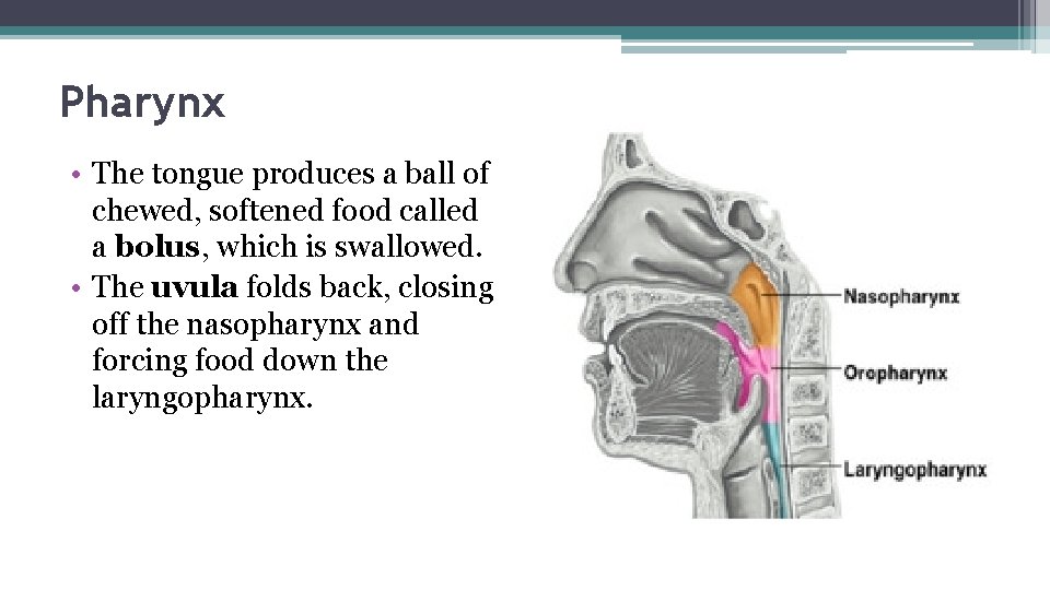 Pharynx • The tongue produces a ball of chewed, softened food called a bolus,