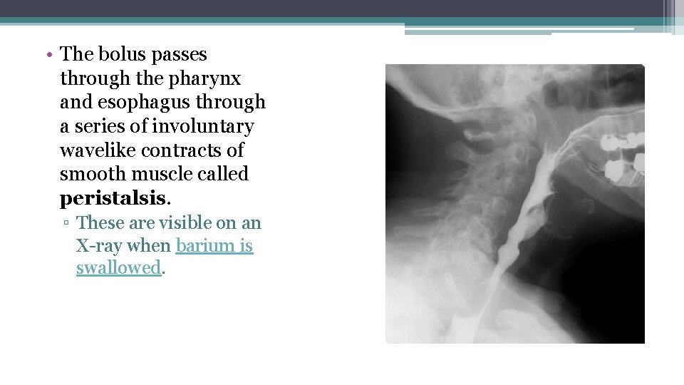  • The bolus passes through the pharynx and esophagus through a series of