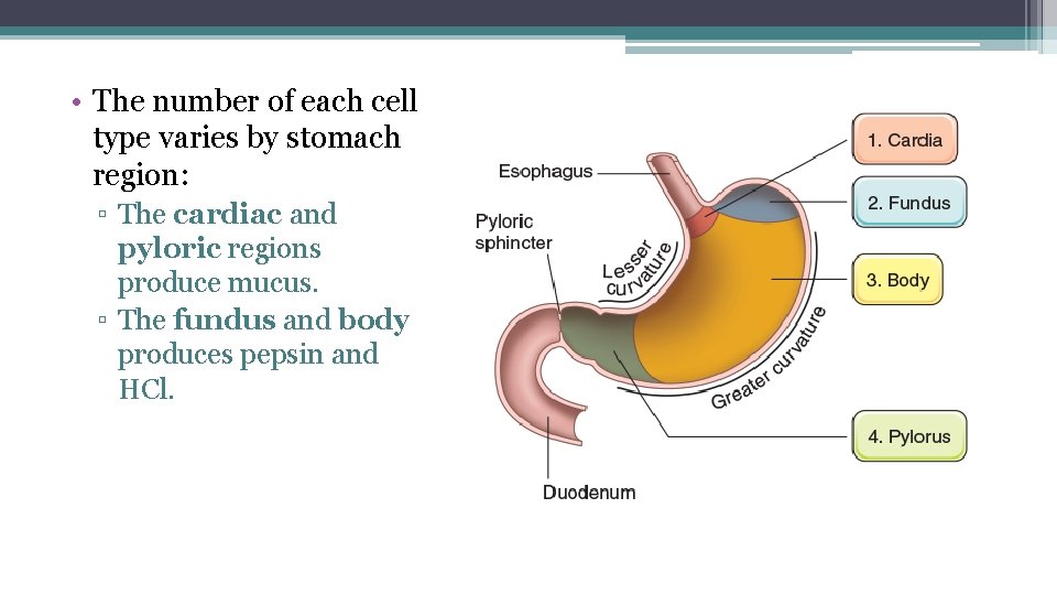  • The number of each cell type varies by stomach region: ▫ The