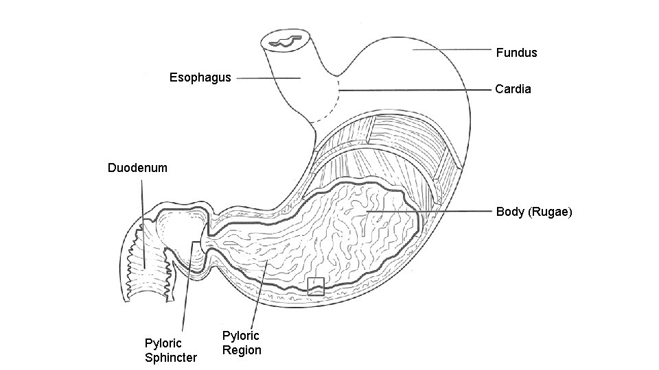 Fundus Esophagus Cardia Duodenum Body (Rugae) Pyloric Sphincter Pyloric Region 