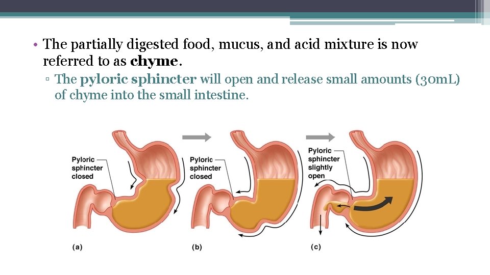  • The partially digested food, mucus, and acid mixture is now referred to