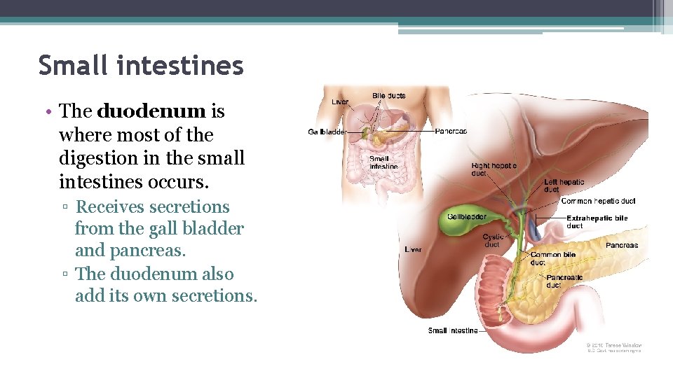 Small intestines • The duodenum is where most of the digestion in the small