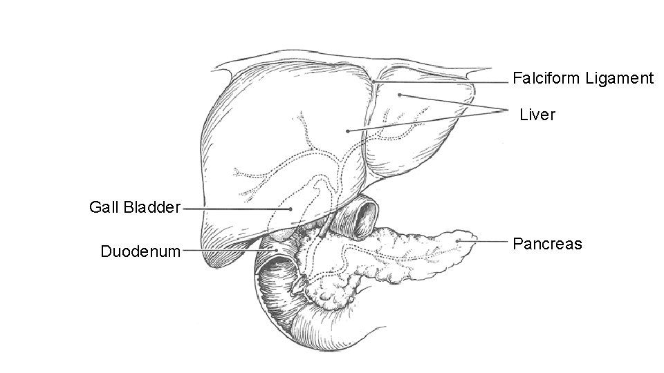 Falciform Ligament Liver Gall Bladder Duodenum Pancreas 