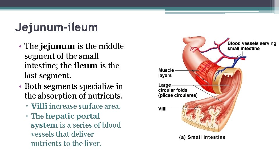 Jejunum-ileum • The jejunum is the middle segment of the small intestine; the ileum
