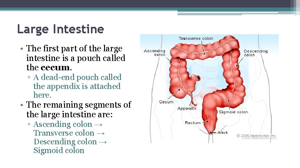 Large Intestine • The first part of the large intestine is a pouch called