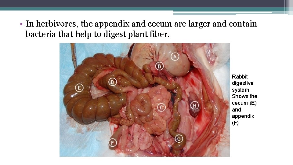  • In herbivores, the appendix and cecum are larger and contain bacteria that