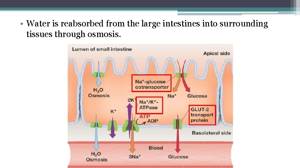  • Water is reabsorbed from the large intestines into surrounding tissues through osmosis.