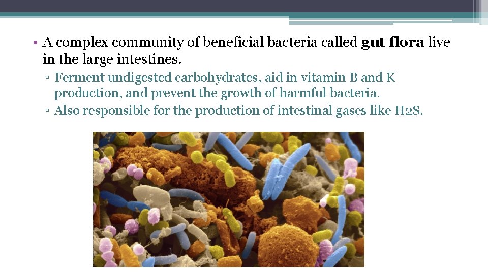  • A complex community of beneficial bacteria called gut flora live in the