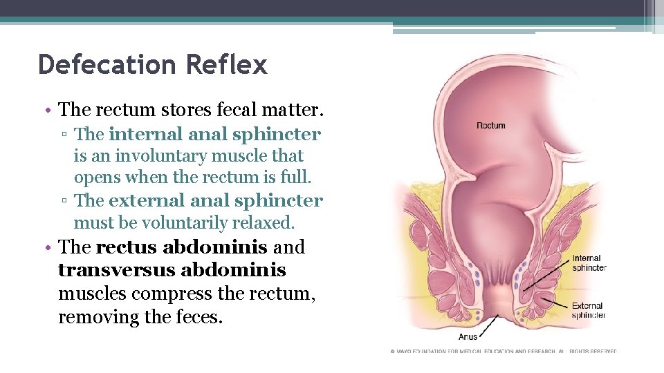 Defecation Reflex • The rectum stores fecal matter. ▫ The internal anal sphincter is