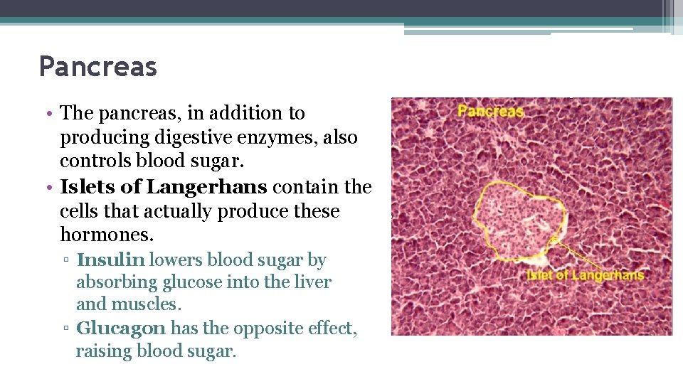 Pancreas • The pancreas, in addition to producing digestive enzymes, also controls blood sugar.