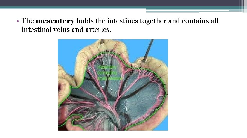  • The mesentery holds the intestines together and contains all intestinal veins and