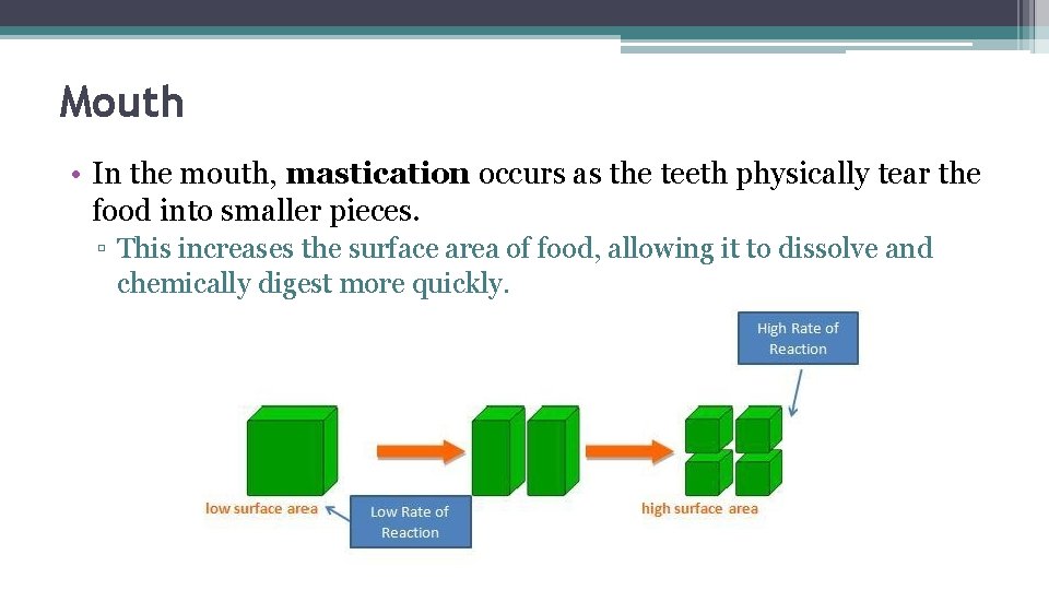 Mouth • In the mouth, mastication occurs as the teeth physically tear the food