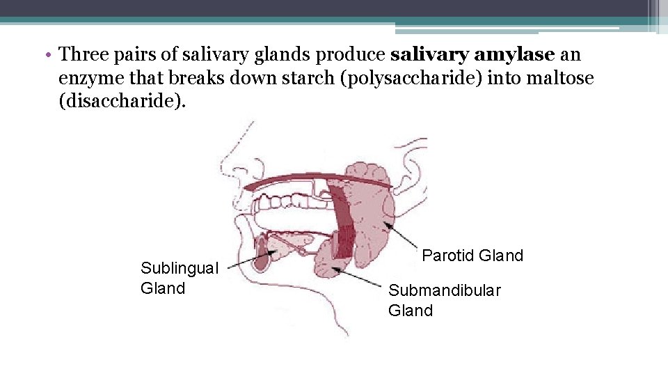  • Three pairs of salivary glands produce salivary amylase an enzyme that breaks