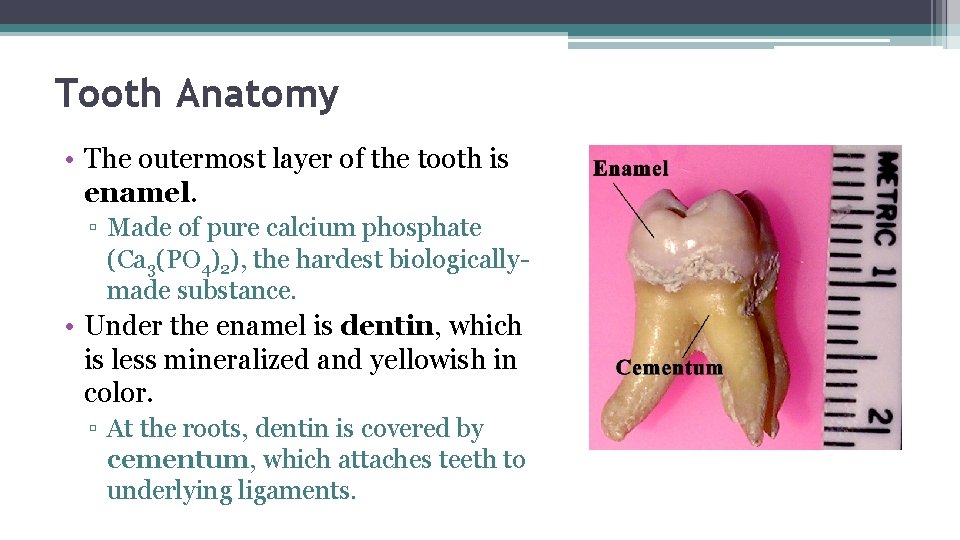 Tooth Anatomy • The outermost layer of the tooth is enamel. ▫ Made of