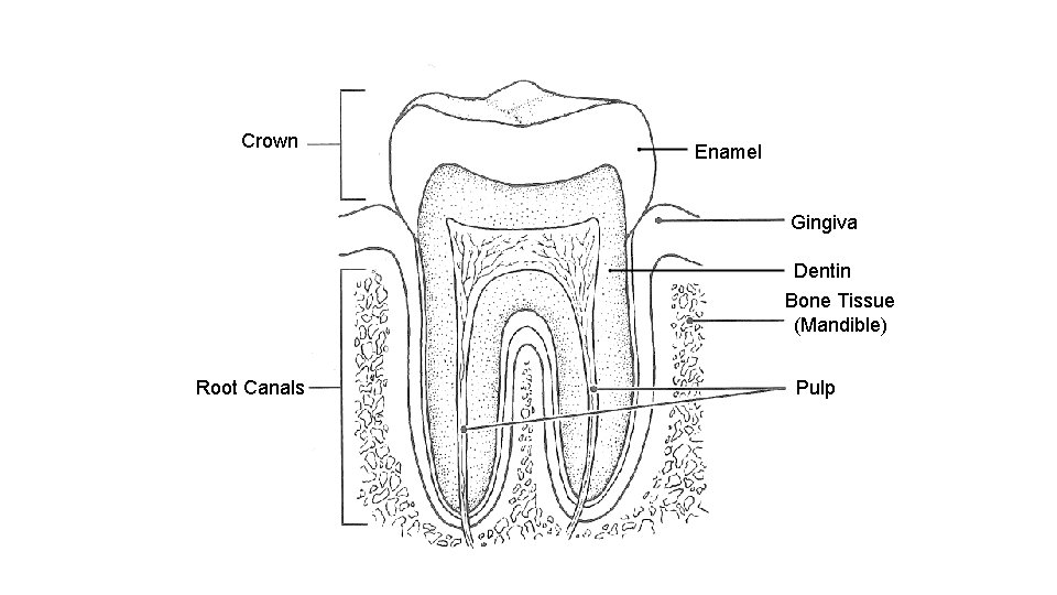 Crown Enamel Gingiva Dentin Bone Tissue (Mandible) Root Canals Pulp 