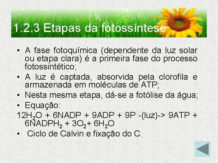 1. 2. 3 Etapas da fotossíntese • A fase fotoquímica (dependente da luz solar