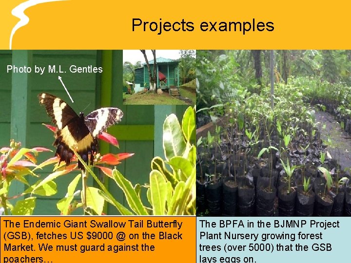 Projects examples Photo by M. L. Gentles The Endemic Giant Swallow Tail Butterfly (GSB),