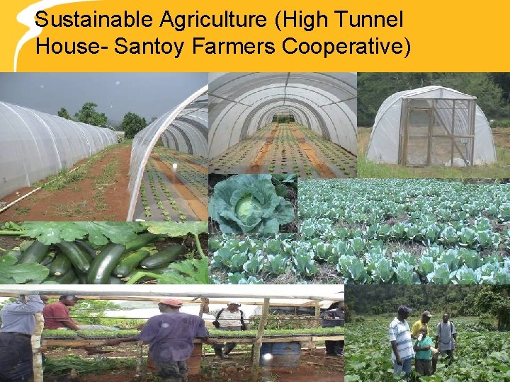 Sustainable Agriculture (High Tunnel House- Santoy Farmers Cooperative) 