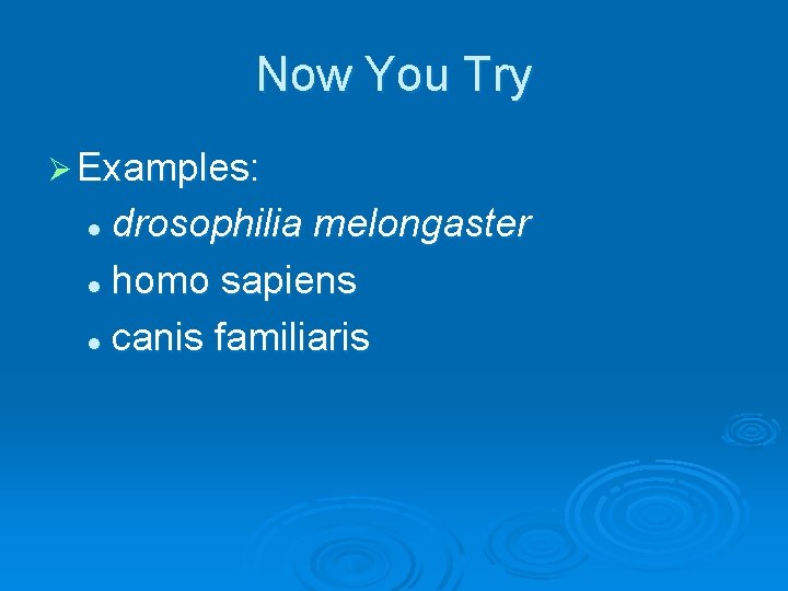 Now You Try Ø Examples: drosophilia melongaster l homo sapiens l canis familiaris l