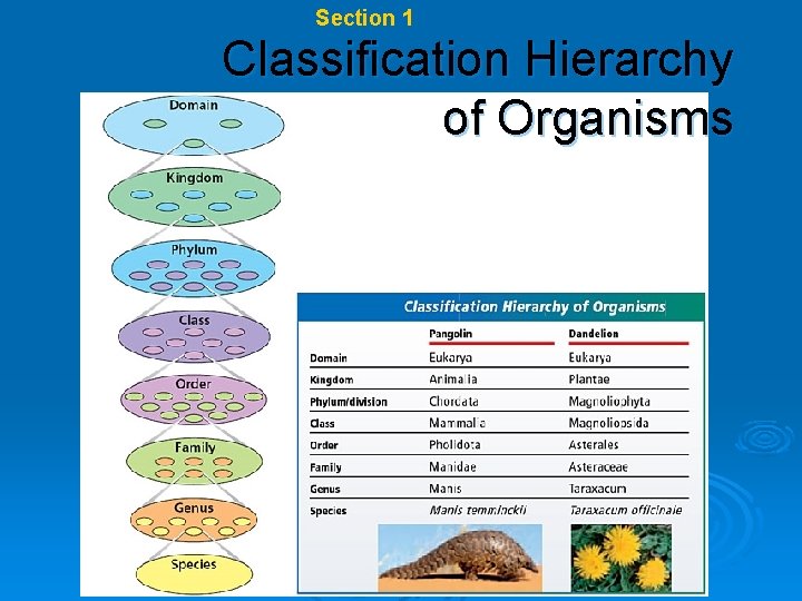 Chapter 17 Section 1 Biodiversity Classification Hierarchy of Organisms 