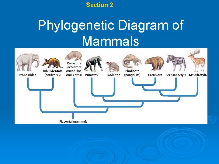 Chapter 17 Section 2 Systematics Phylogenetic Diagram of Mammals 