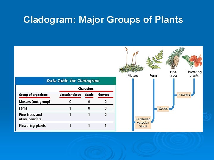 Cladogram: Major Groups of Plants 