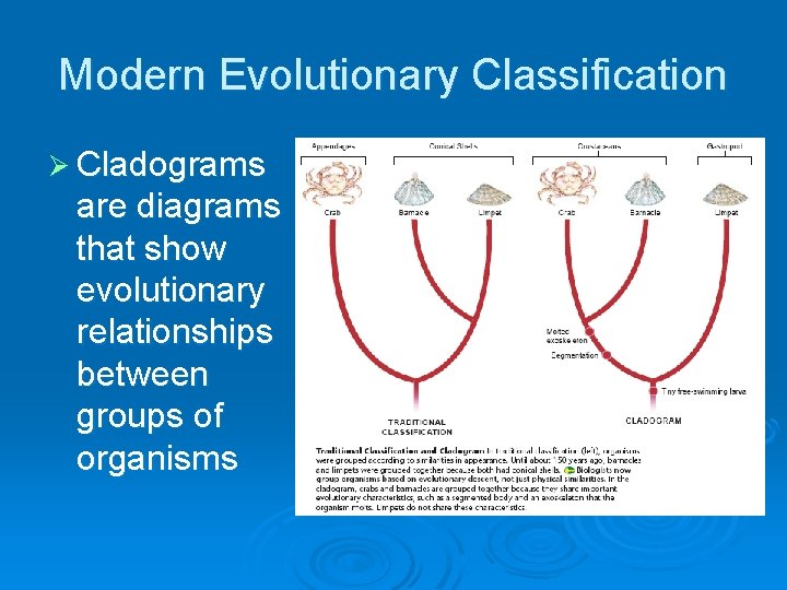 Modern Evolutionary Classification Ø Cladograms are diagrams that show evolutionary relationships between groups of