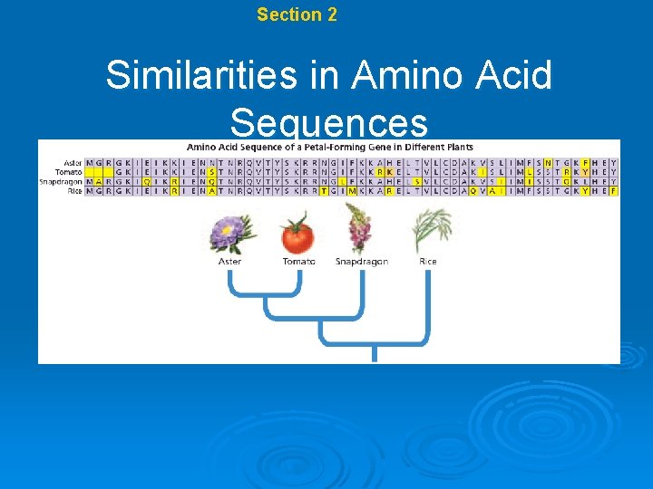 Chapter 17 Section 2 Systematics Similarities in Amino Acid Sequences 