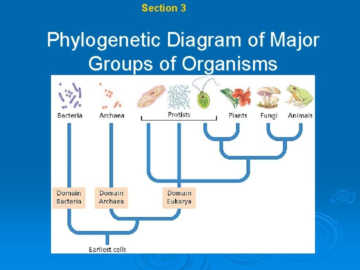 Chapter 17 Section 3 Modern Classification Phylogenetic Diagram of Major Groups of Organisms 