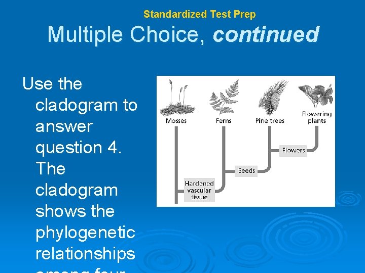 Chapter 17 Standardized Test Prep Multiple Choice, continued Use the cladogram to answer question
