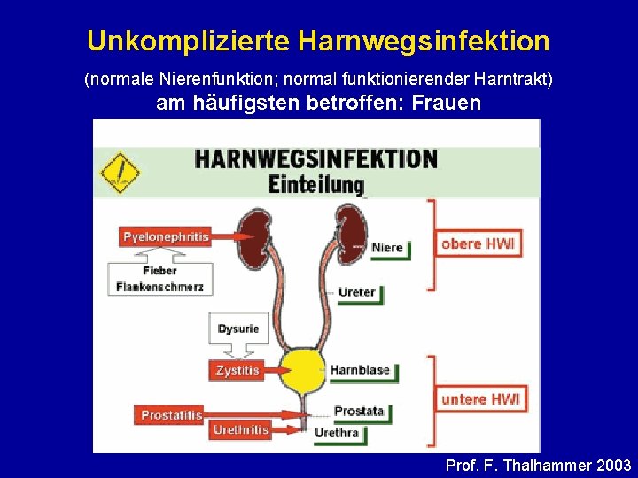 Unkomplizierte Harnwegsinfektion (normale Nierenfunktion; normal funktionierender Harntrakt) am häufigsten betroffen: Frauen Prof. F. Thalhammer