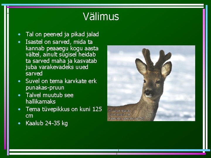 Välimus • Tal on peened ja pikad jalad • Isastel on sarved, mida ta