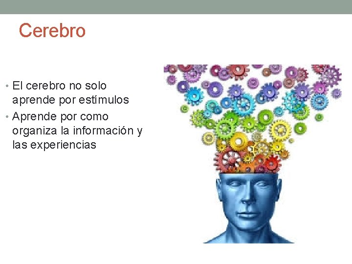 Cerebro • El cerebro no solo aprende por estímulos • Aprende por como organiza Cerebro • El cerebro no solo aprende por estímulos • Aprende por como organiza