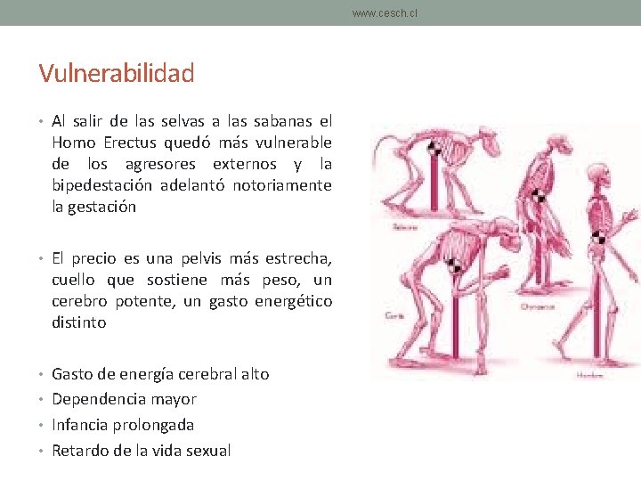 www. cesch. cl Vulnerabilidad • Al salir de las selvas a las sabanas el www. cesch. cl Vulnerabilidad • Al salir de las selvas a las sabanas el