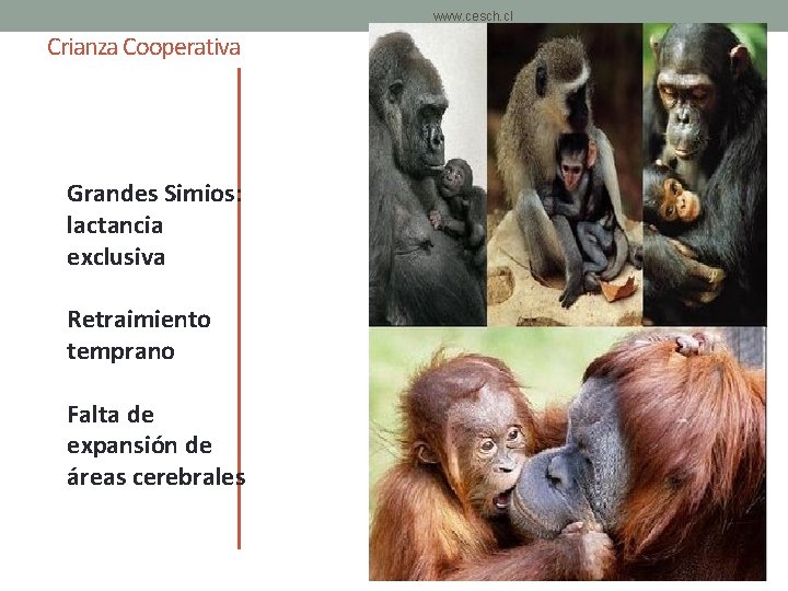 www. cesch. cl Crianza Cooperativa Grandes Simios: lactancia exclusiva Retraimiento temprano Falta de expansión www. cesch. cl Crianza Cooperativa Grandes Simios: lactancia exclusiva Retraimiento temprano Falta de expansión